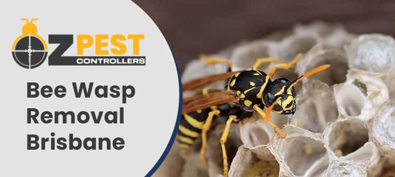 Bee Wasp Removal Brisbane