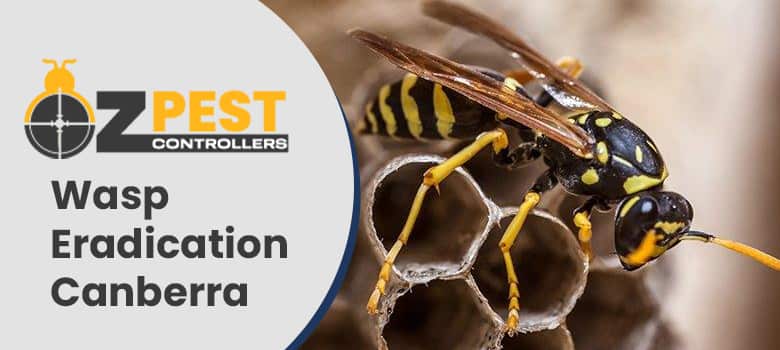Wasp Eradication Canberra