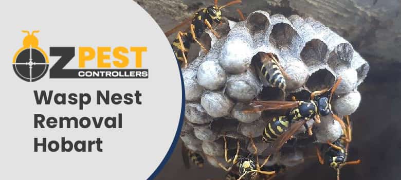 Wasp Nest Removal Hobart