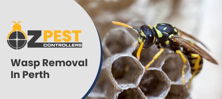 Wasp Removal In Perth