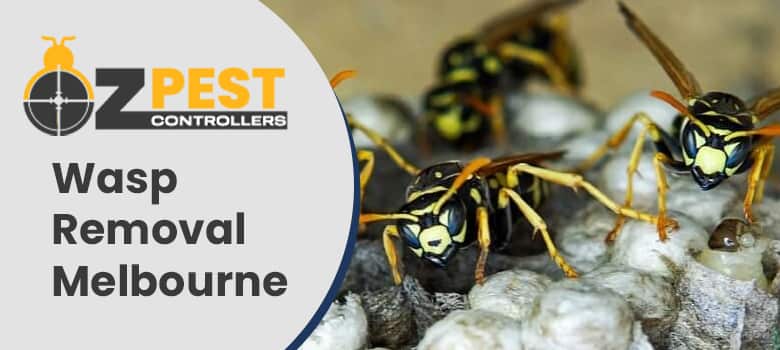 Wasp Removal Trentwood
