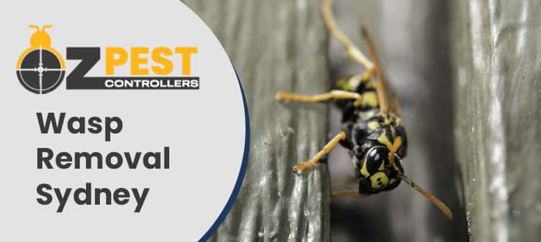 Wasp Removal Lilyfield