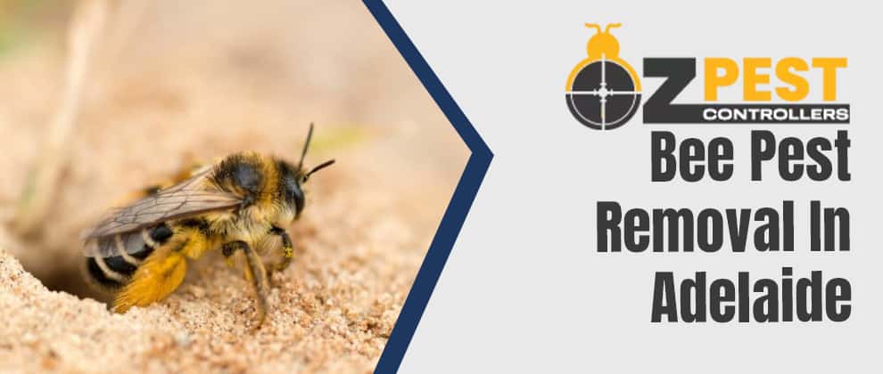 Bee Removal Adelaide
