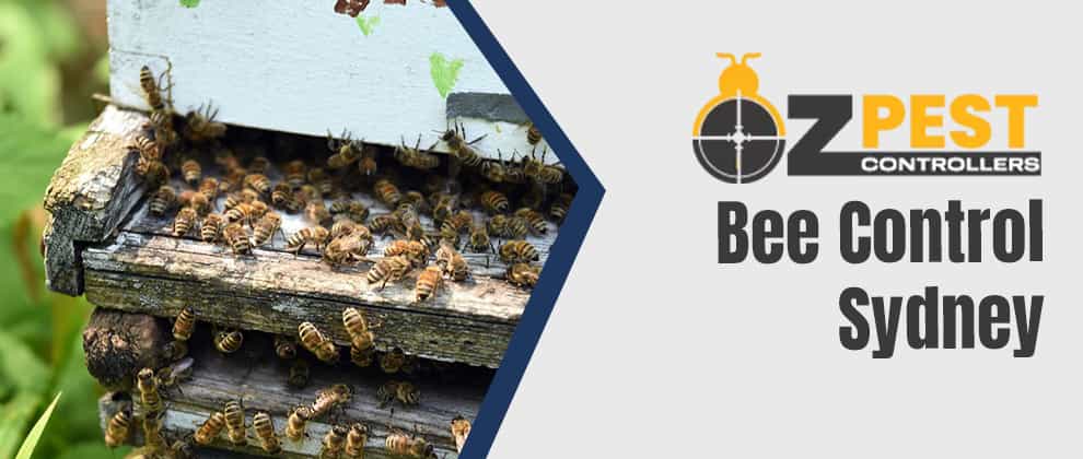 Best Bee Control Sydney