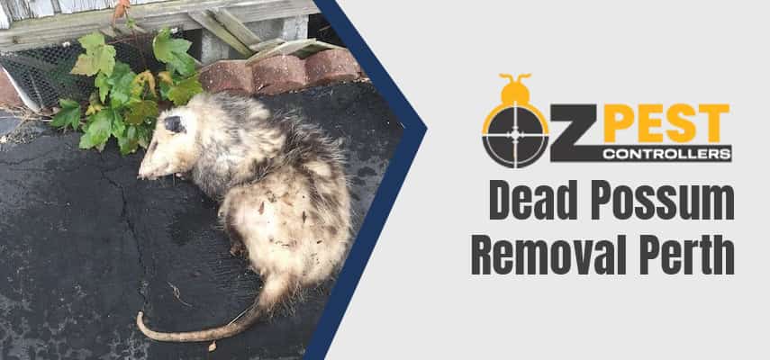 Dead Possum Removal Perth