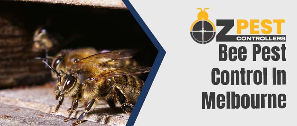 Expert Bee Pest Control Melbourne