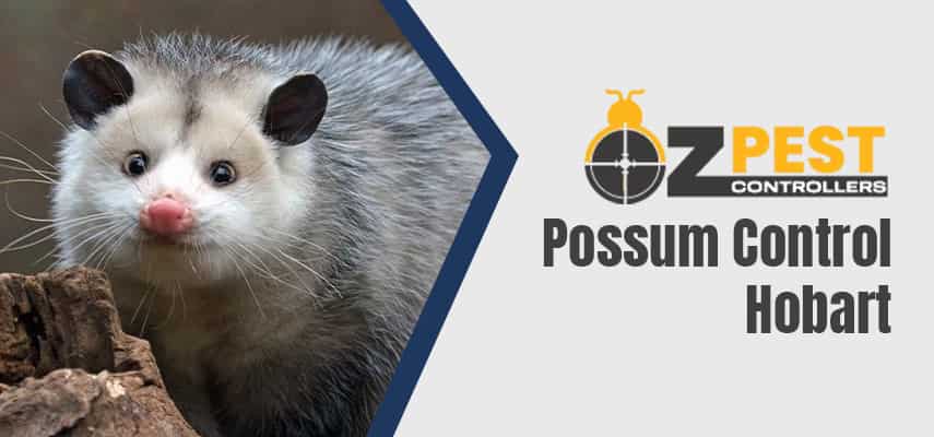 Possum Removal Service In Hobart