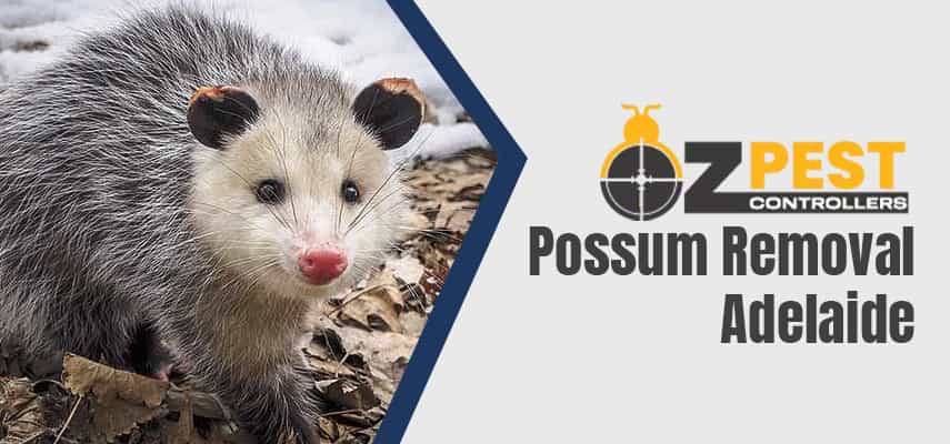 Possum Removal Service In Adelaide