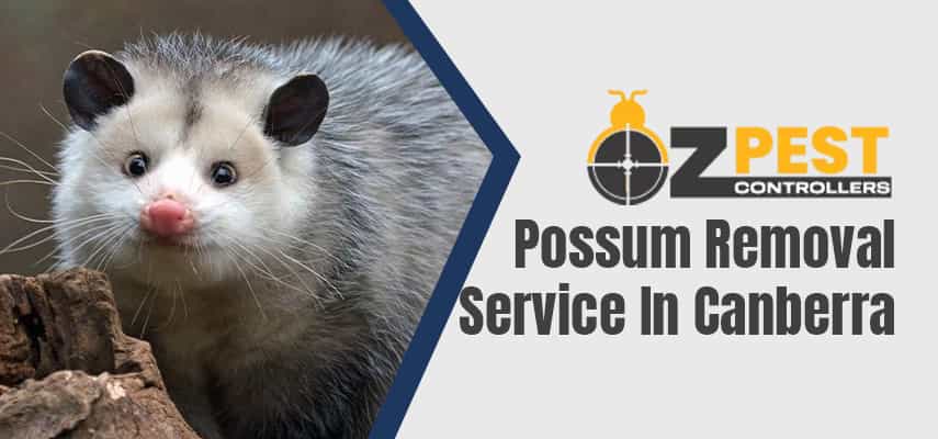 Possum Removal Service In Canberra