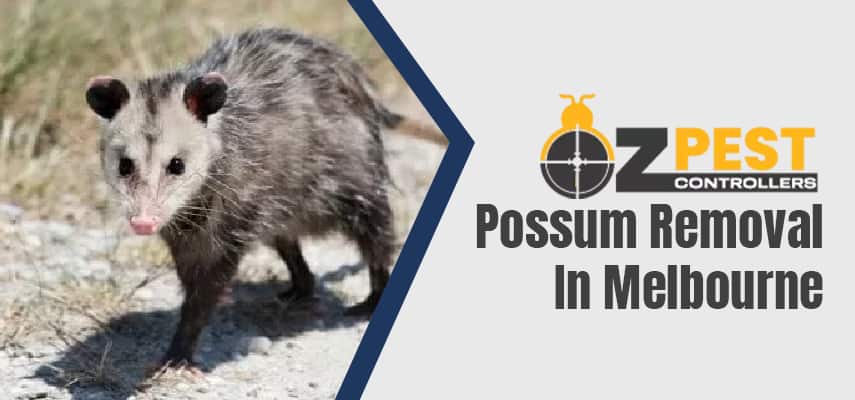 Possum Removal Service In Melbourne