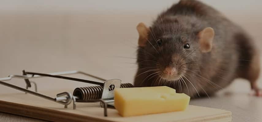 Rodent Removal Adelaide | 0488 851 508 | OZ Pest Controllers