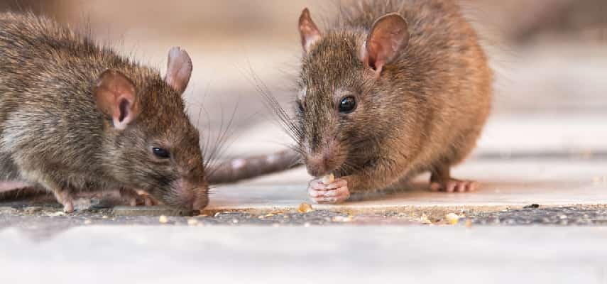 Rodent Pest Control in Perth